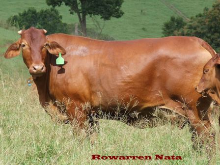 Rowarren Nata